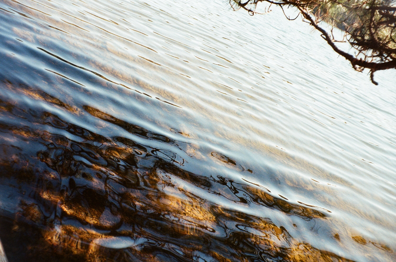 A photo of branches reflecting on water