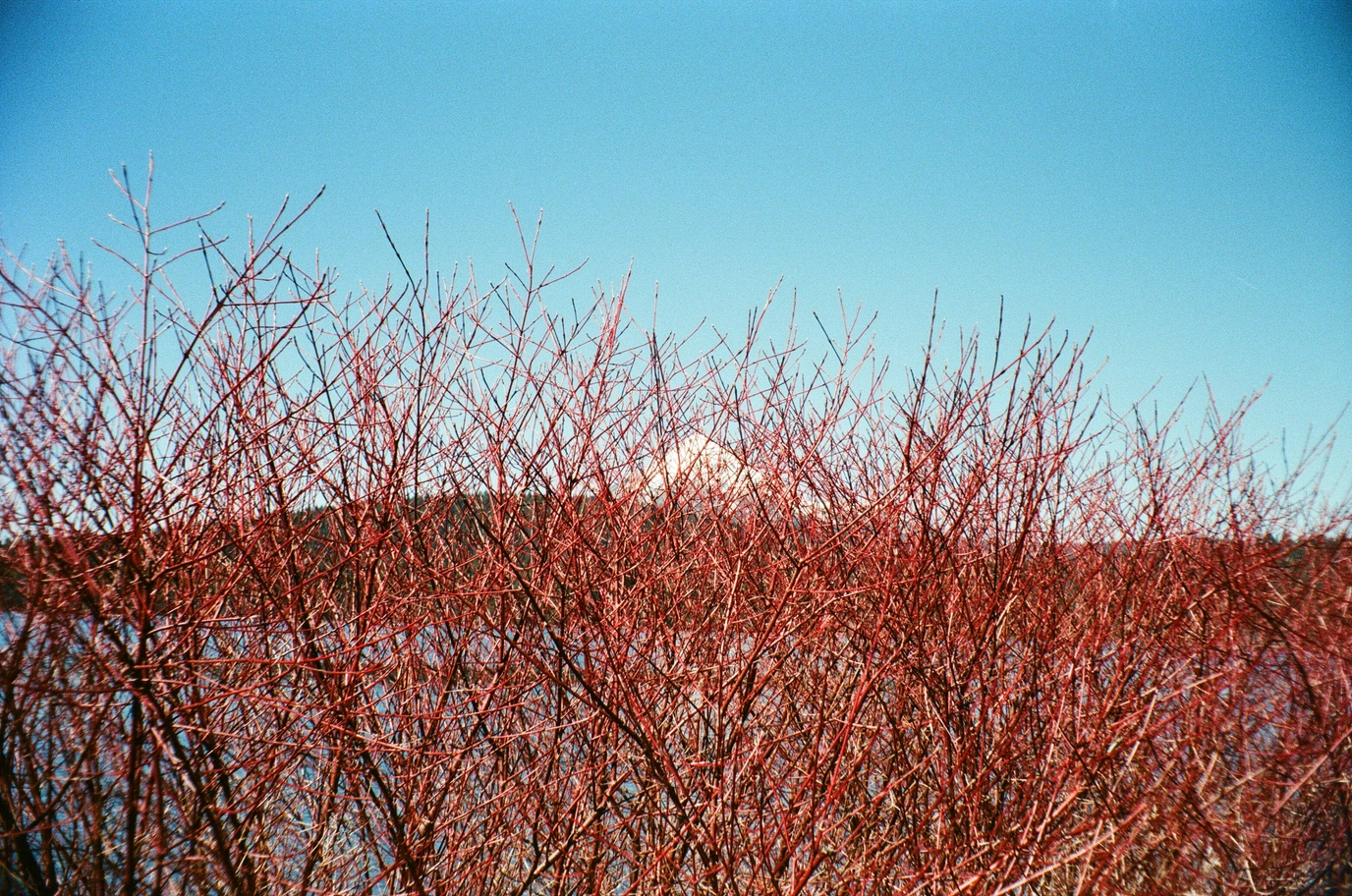 A photo of red branches in front of a mountain