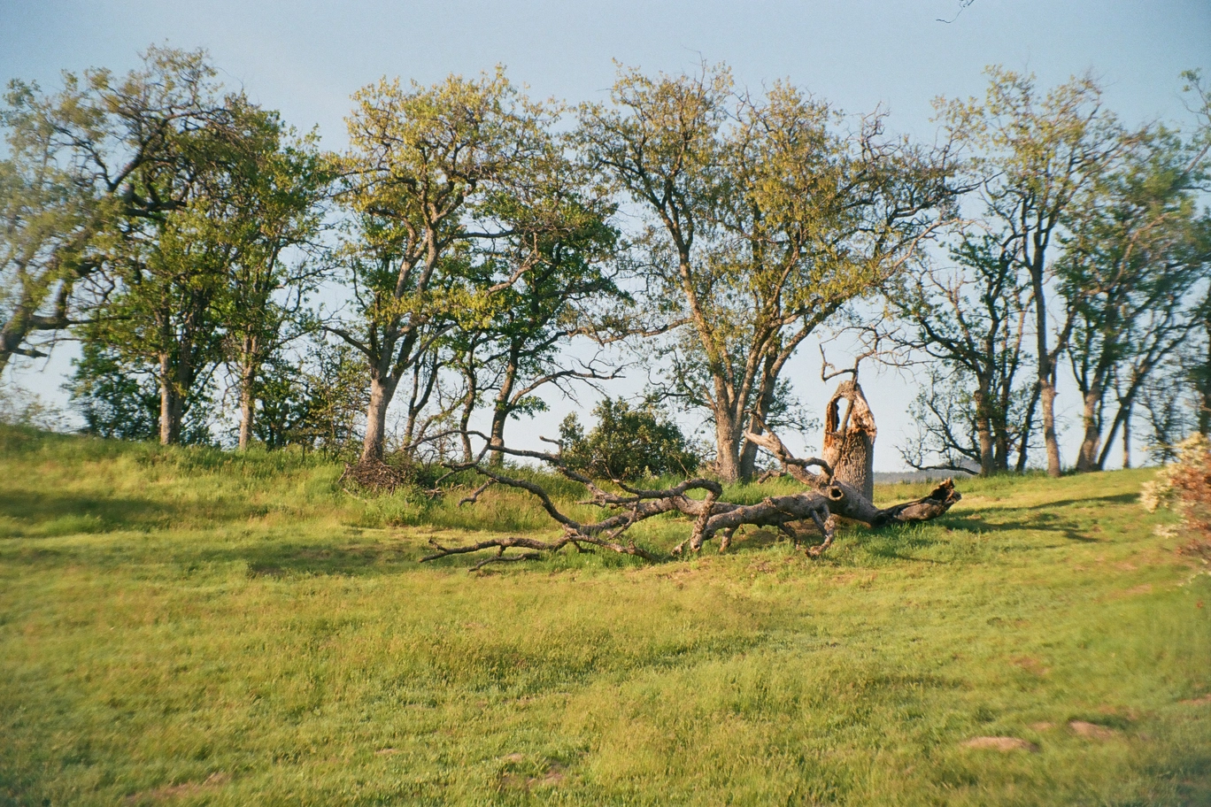 A photo of grass and trees