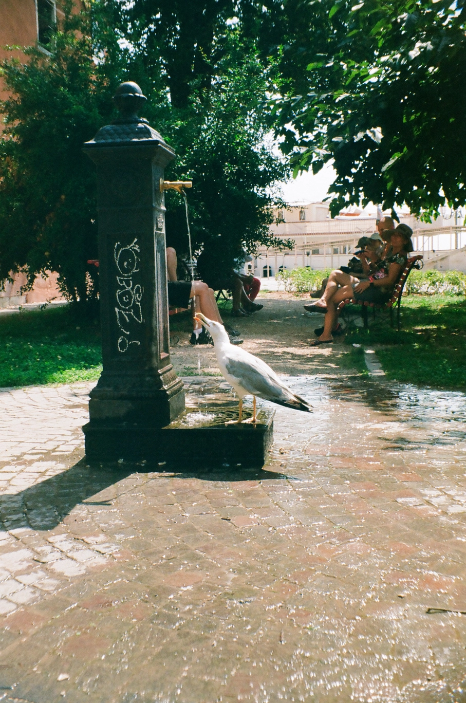 A photo of a seagull drinking from a fountain