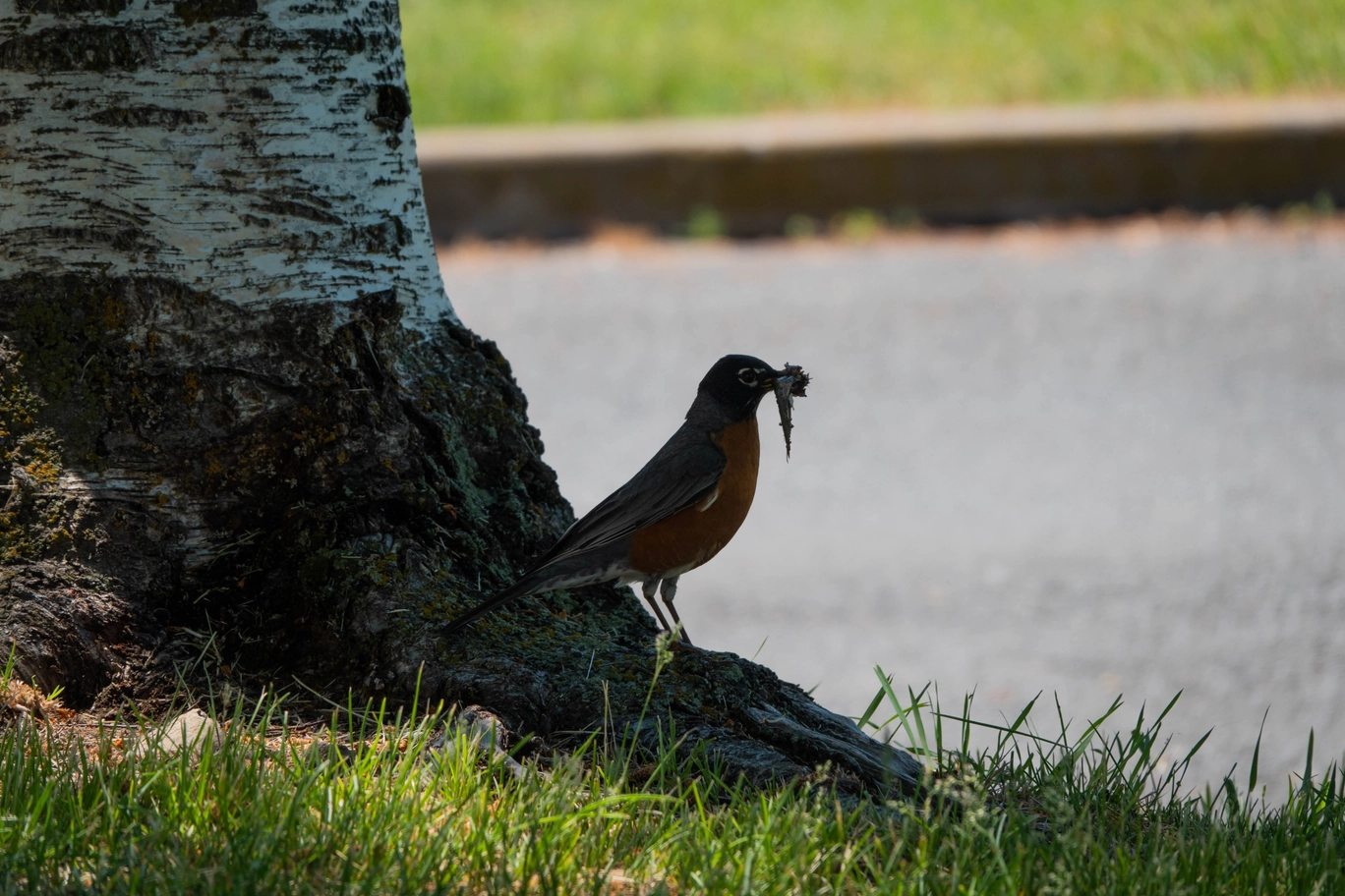 A photo of a bird with something in it's beak
