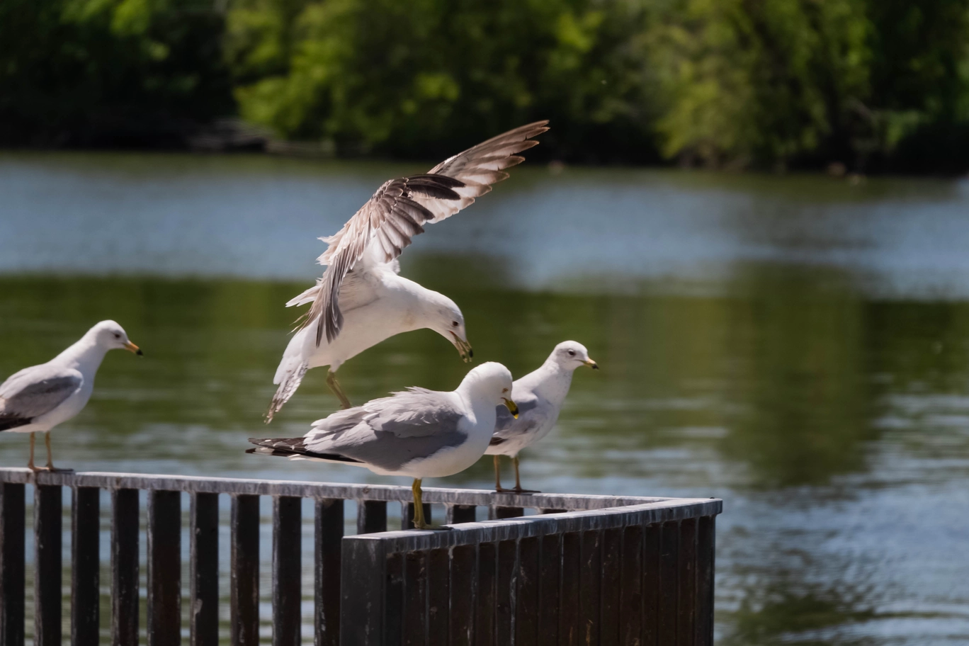 A photo of a seagull landing on a railing