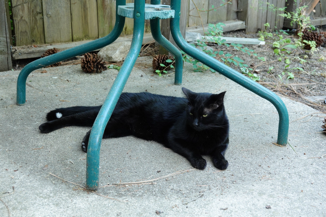 A photo of a black cat