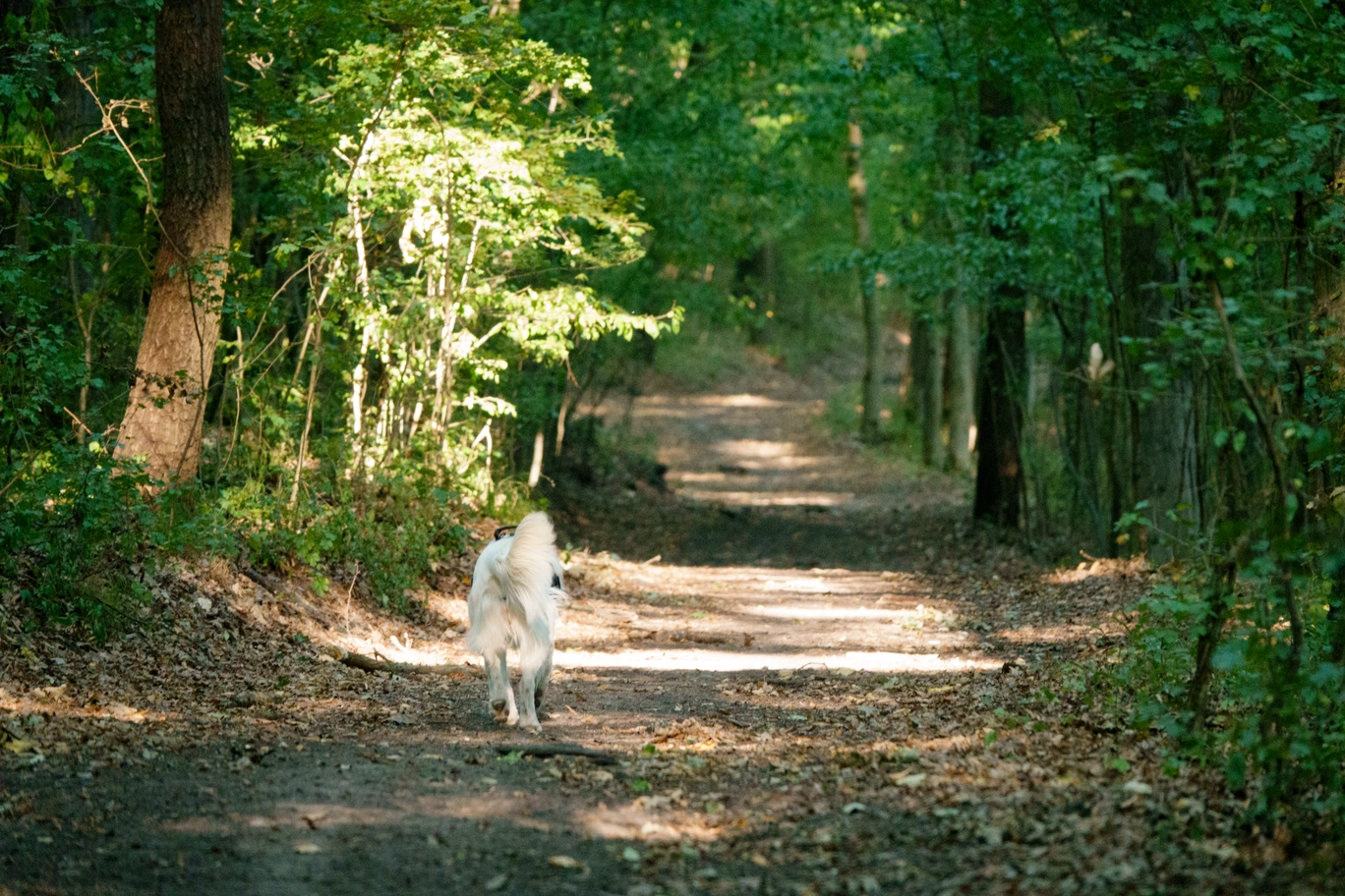 A photo of a dog running in a forest