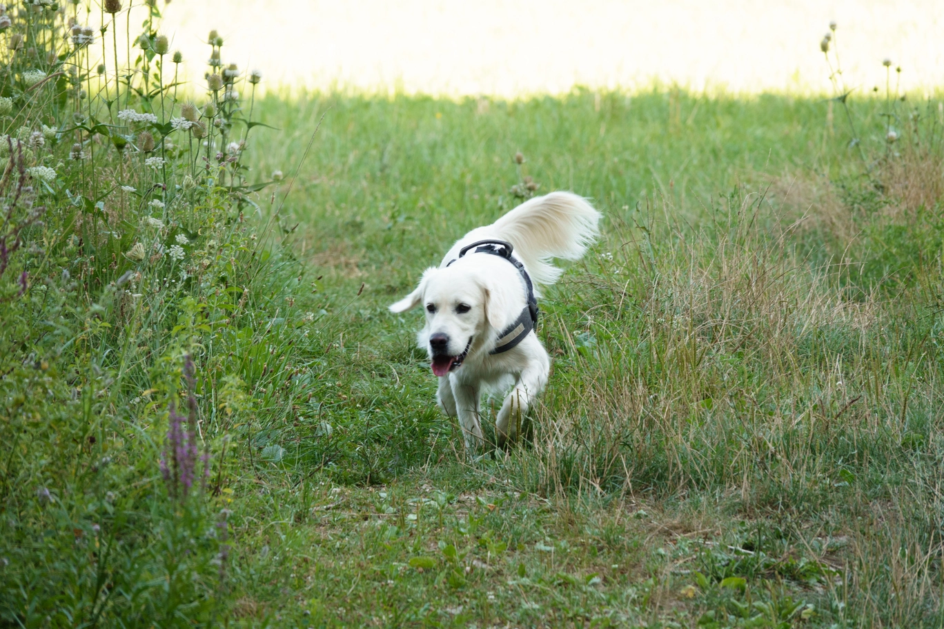 A photo of a dog running