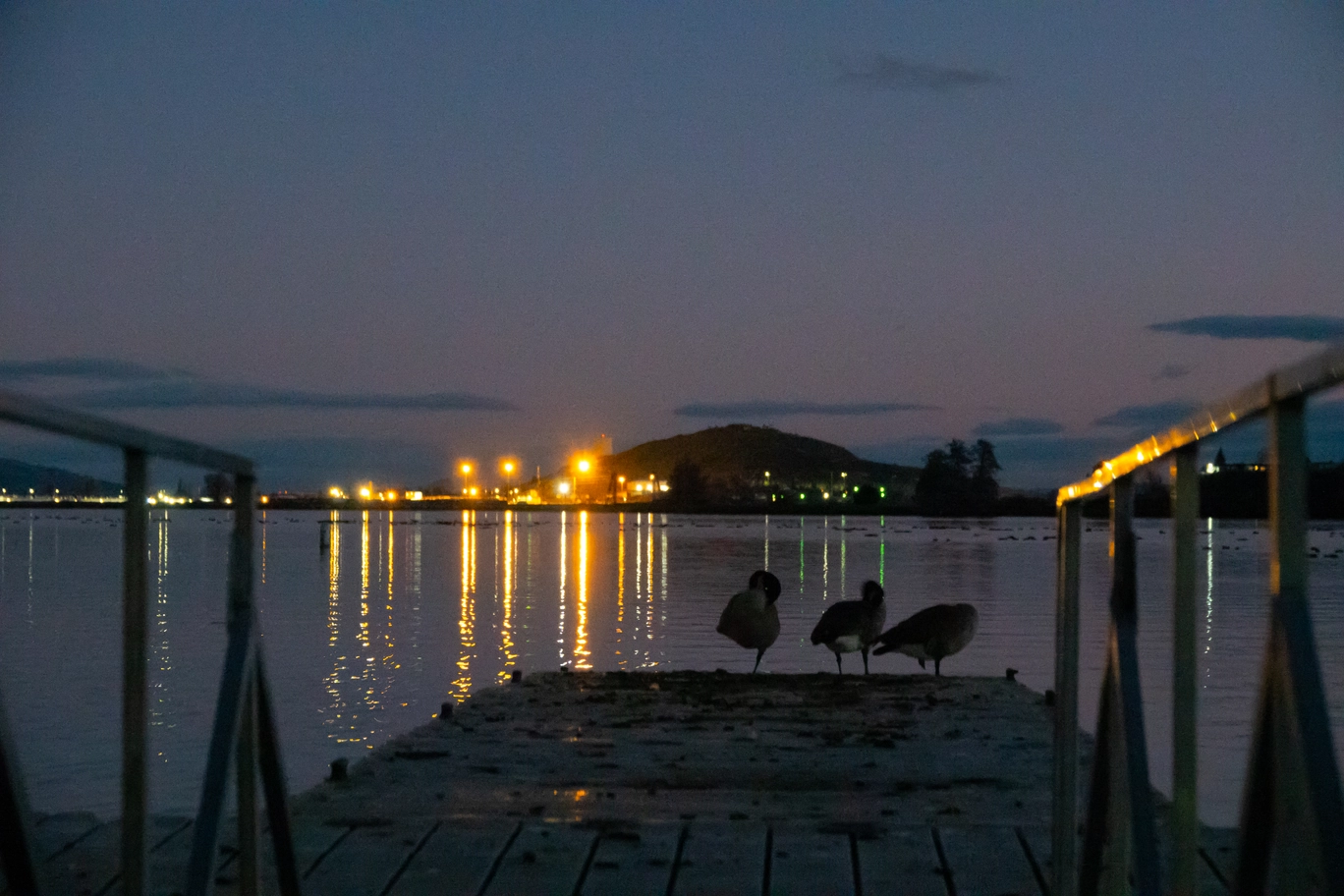 A photo of geese at the end of a pier during dusk