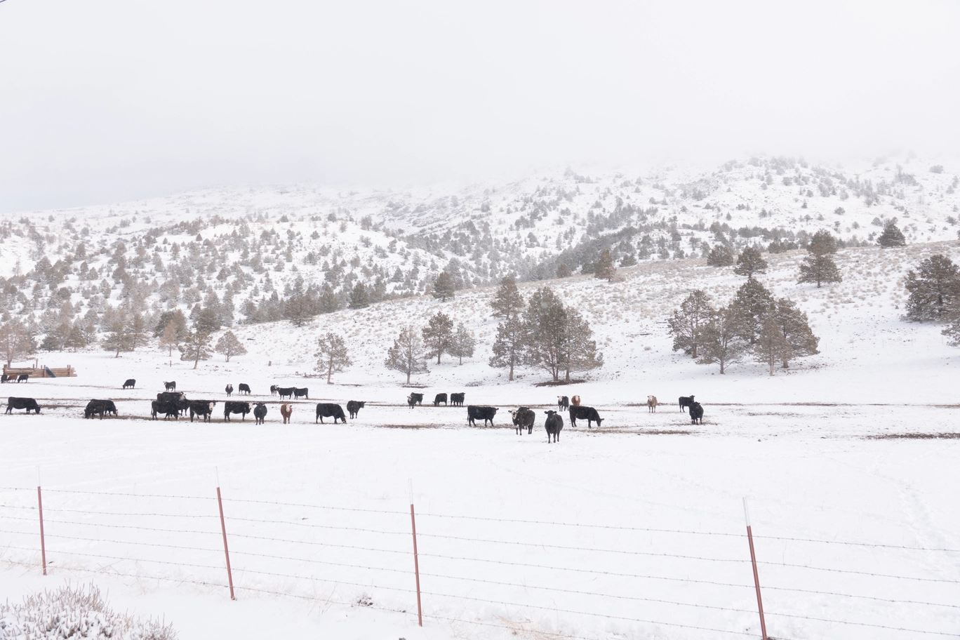 A photo of cows in a snowy field