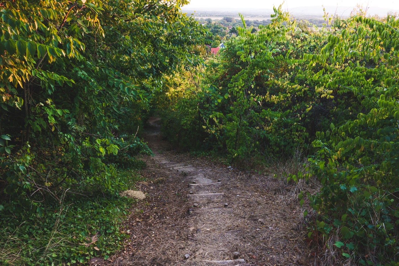 A photo of a trail going through green leaves