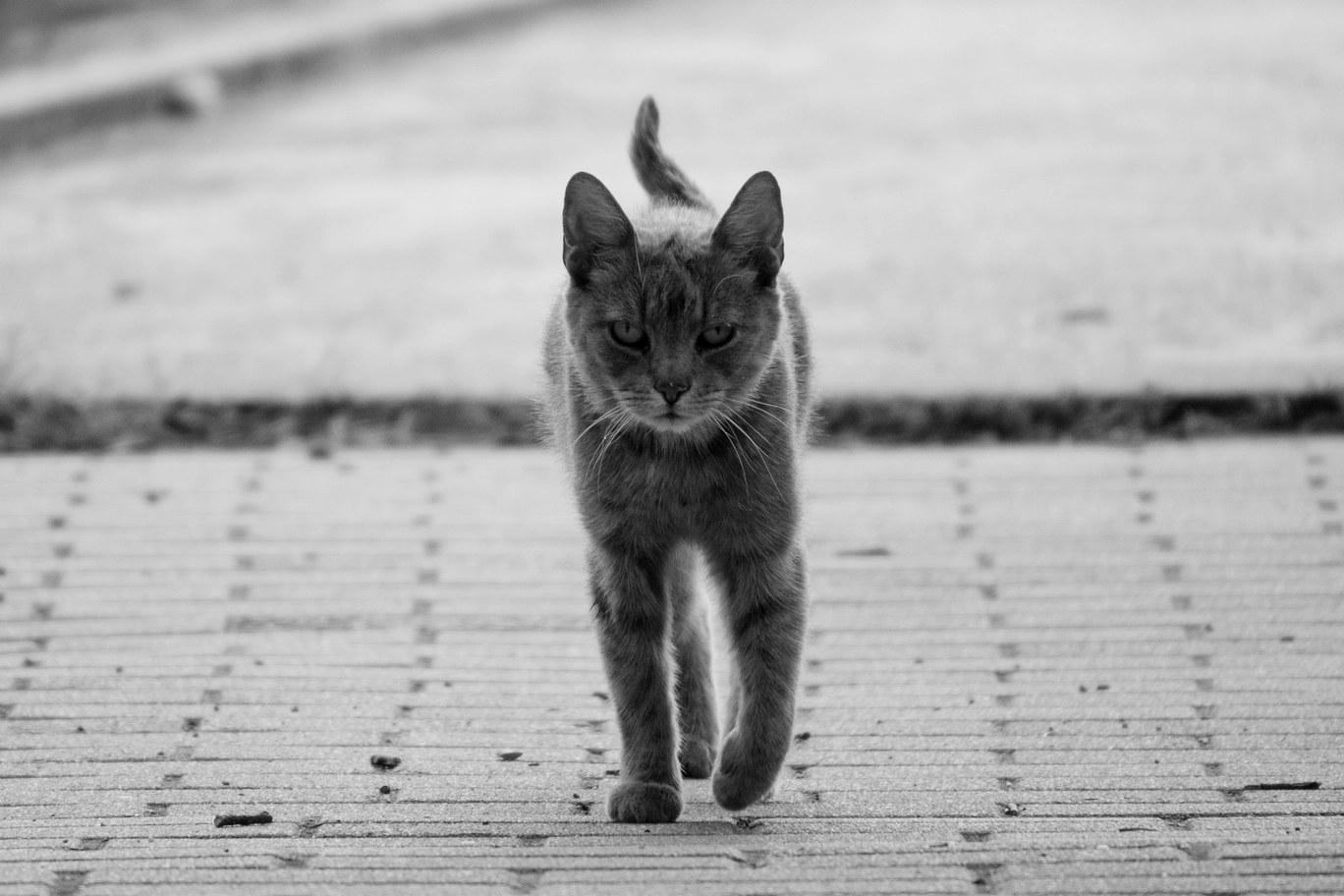 A photo of a cat walking towards the camera