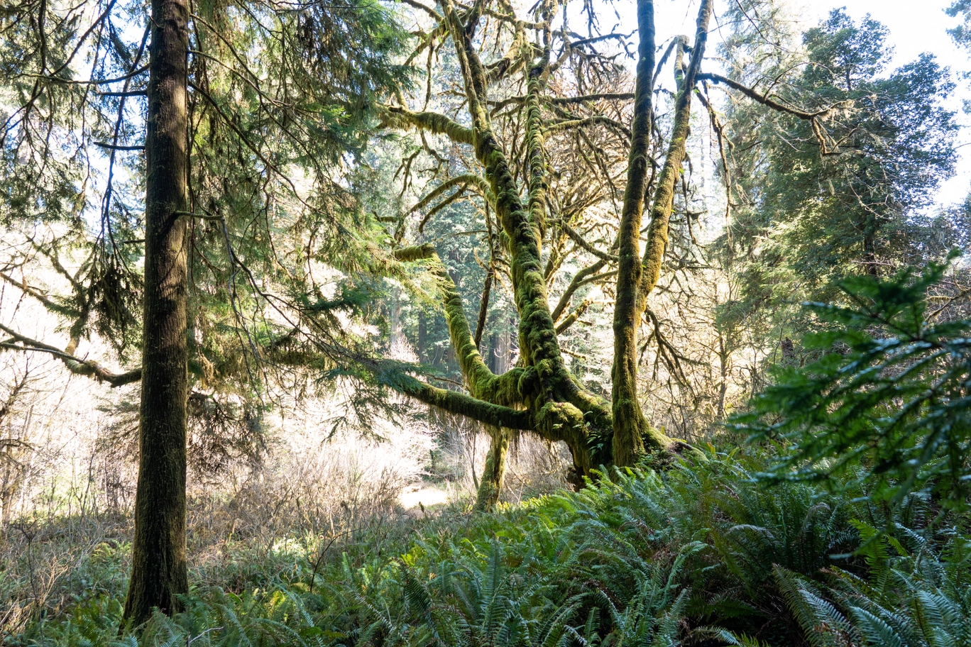 A photo of a curvy, mossy tree in the redwoods