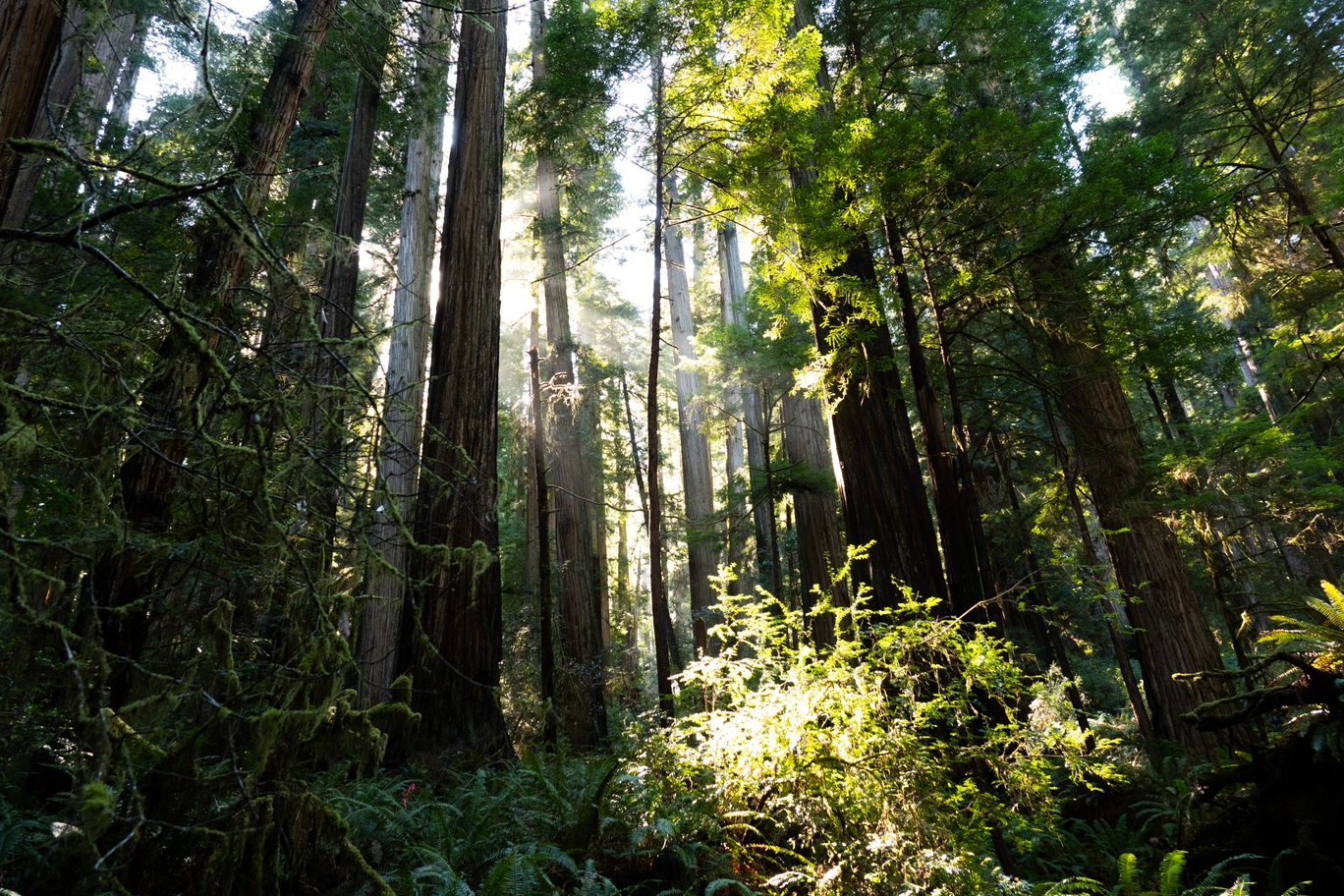 A photo of the sunlight beaming into the redwoods