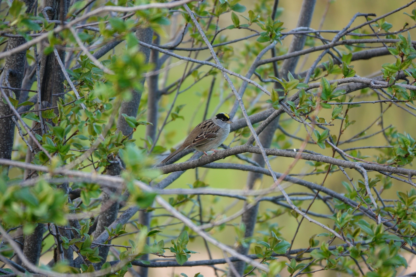 A photo of a little bird on a branch