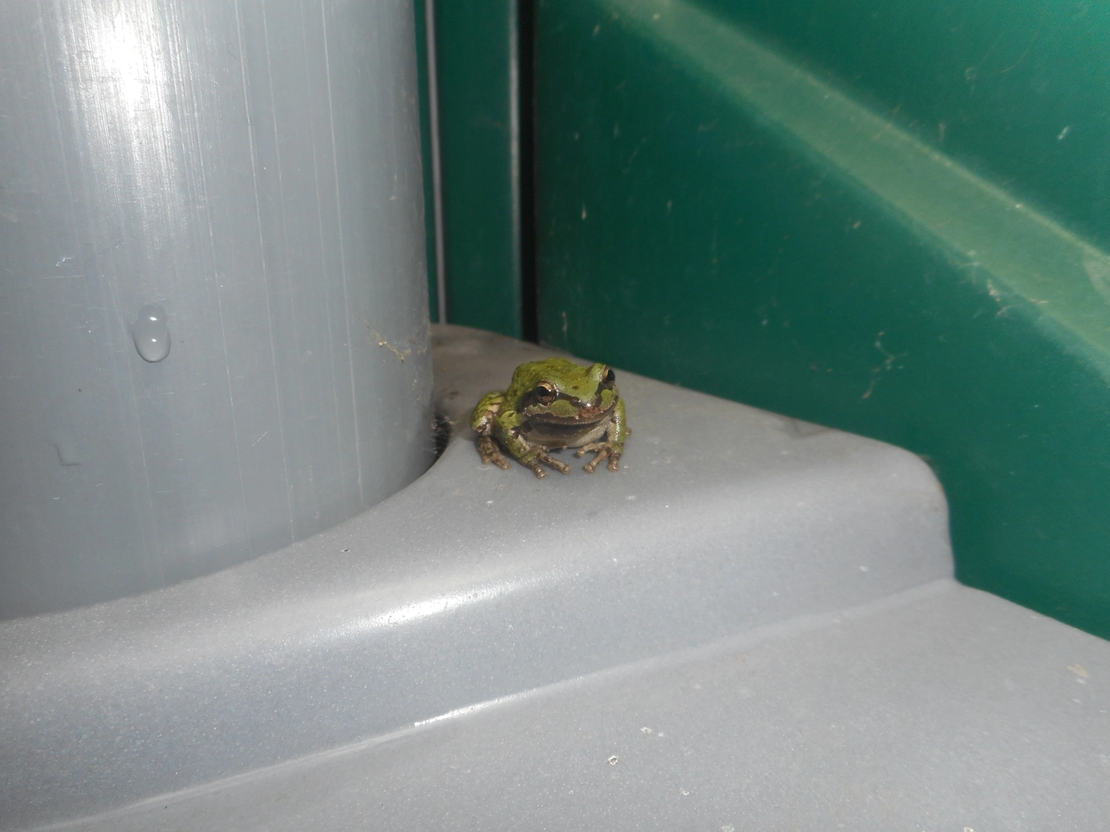 A photo of a frog in a porta-potty
