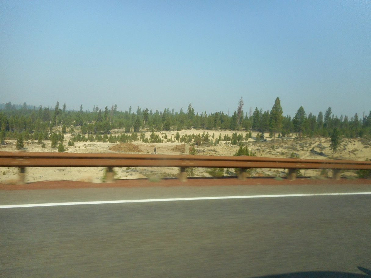 A photo of a forest from a car