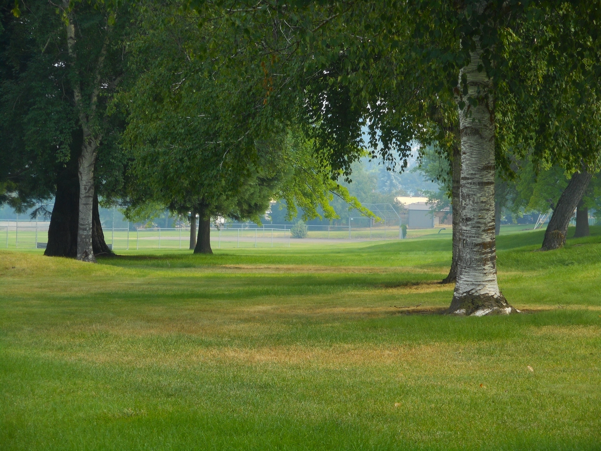 A photo of a grassy park with trees