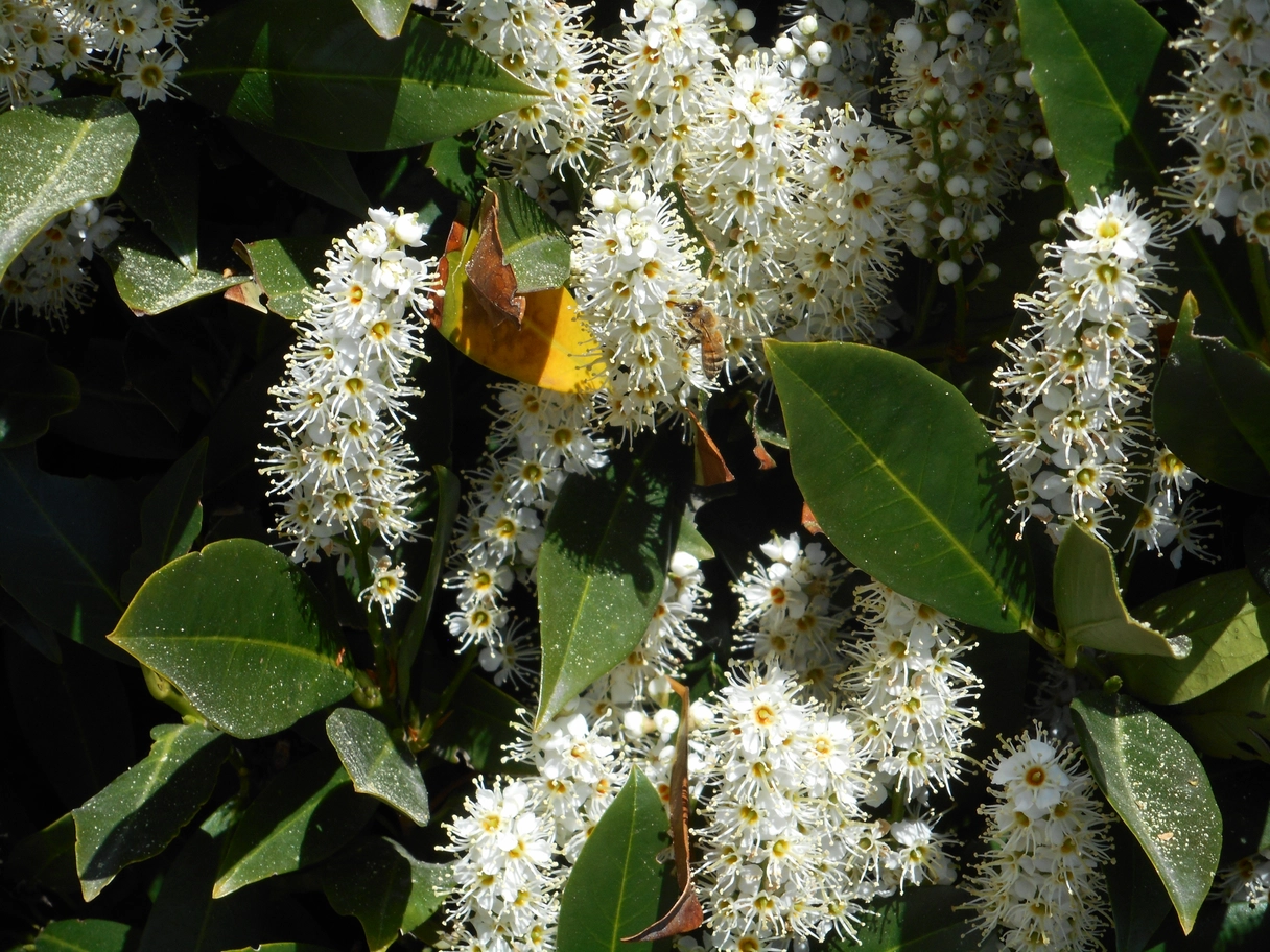 A photo of white flowers and a bee