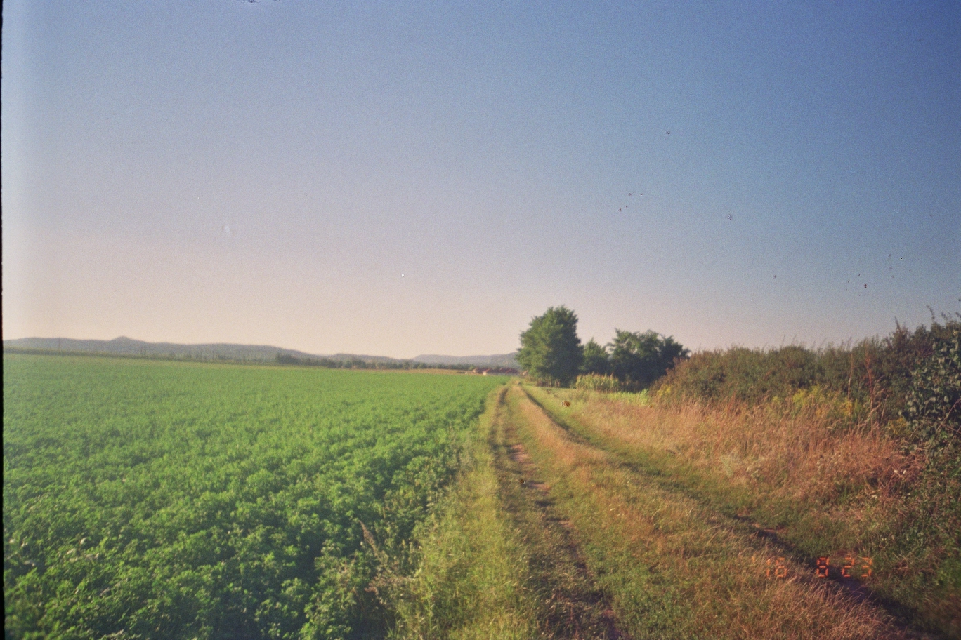 A photo of a green field during sunset