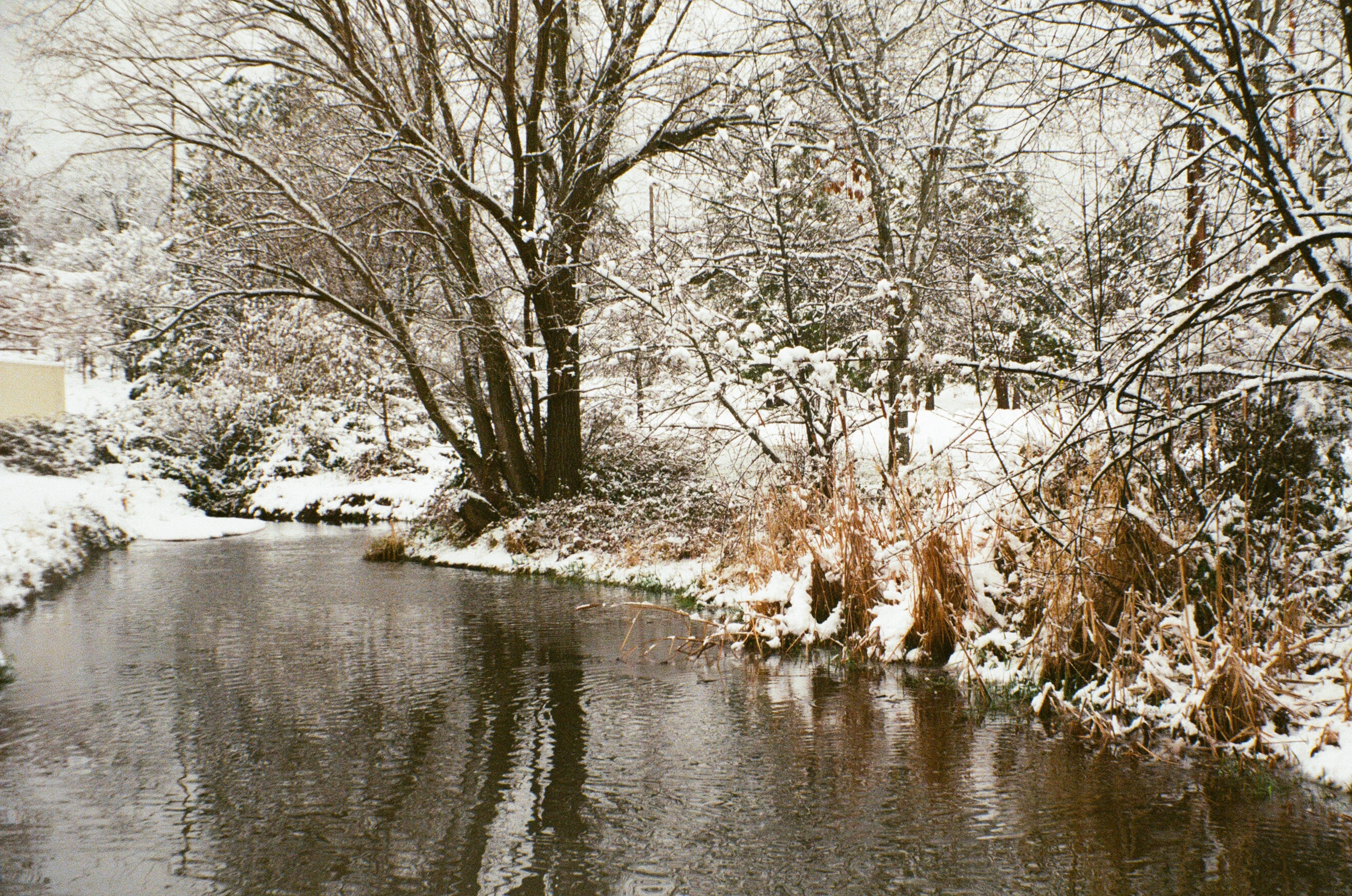 A photo of a river reflection snowy trees