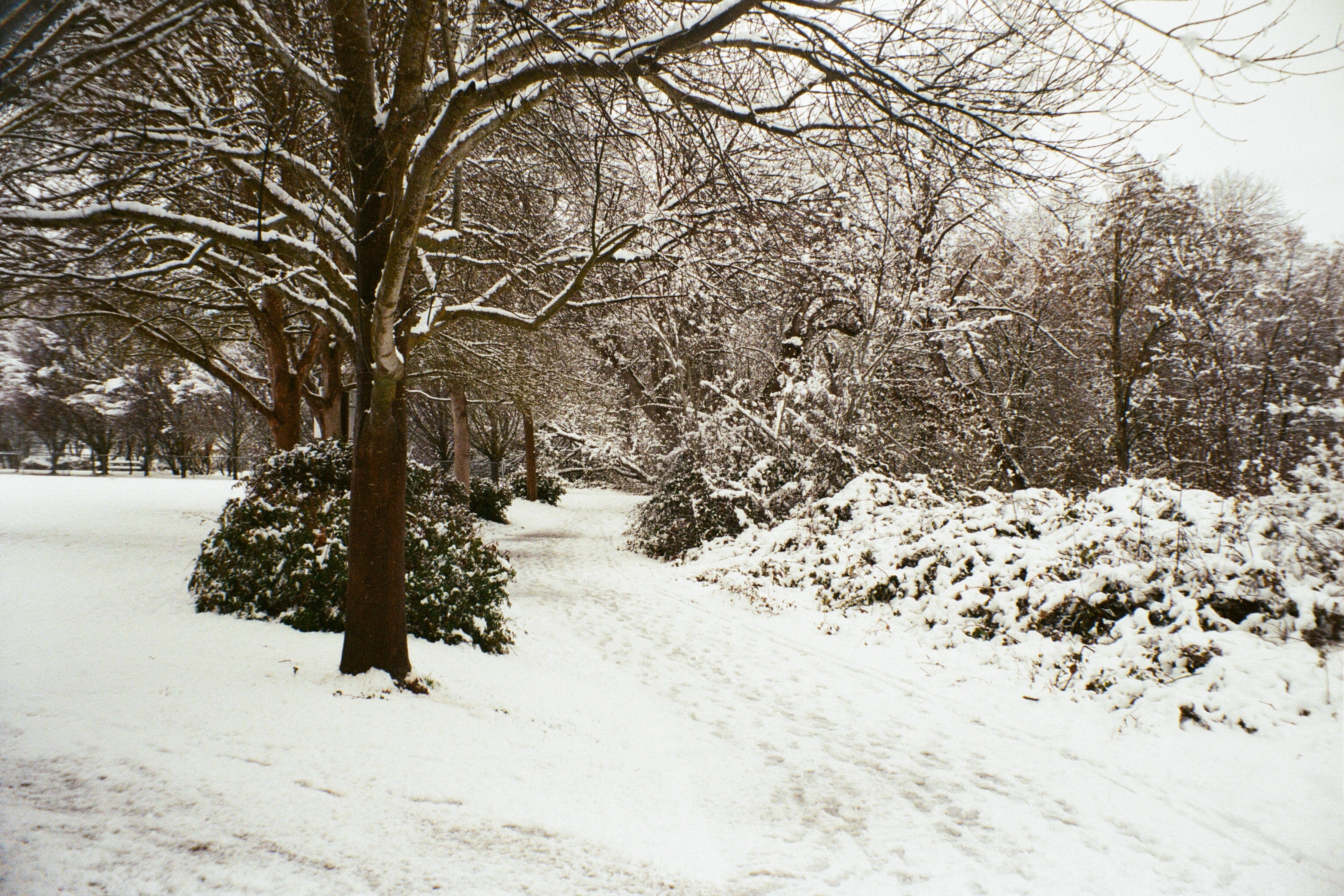 A photo of a snowy path and trees