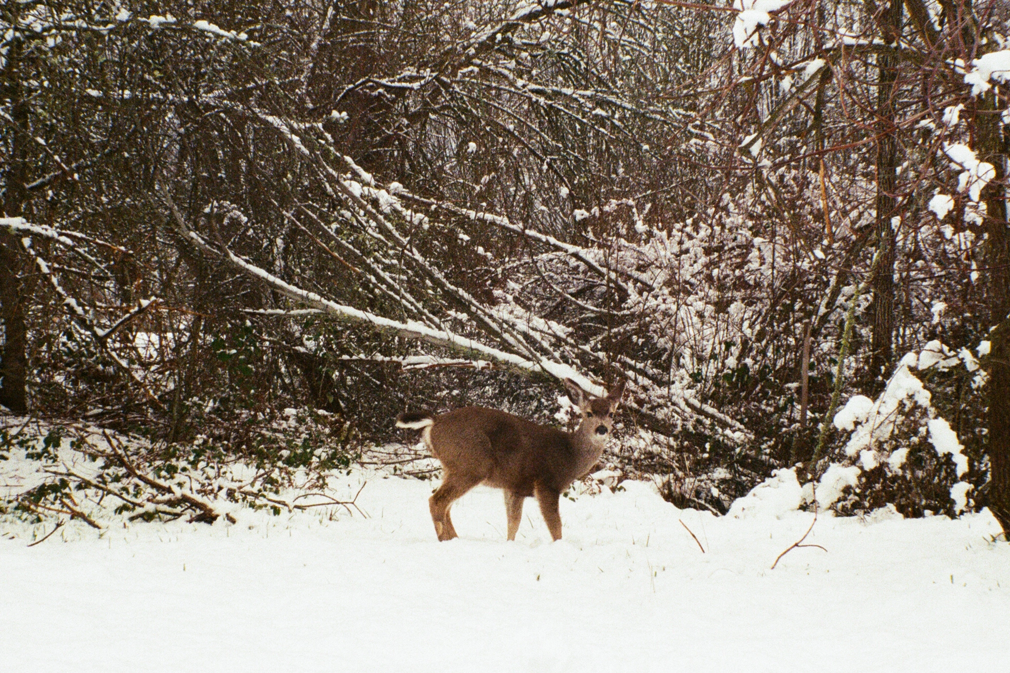 A photo of a small deer in the snow