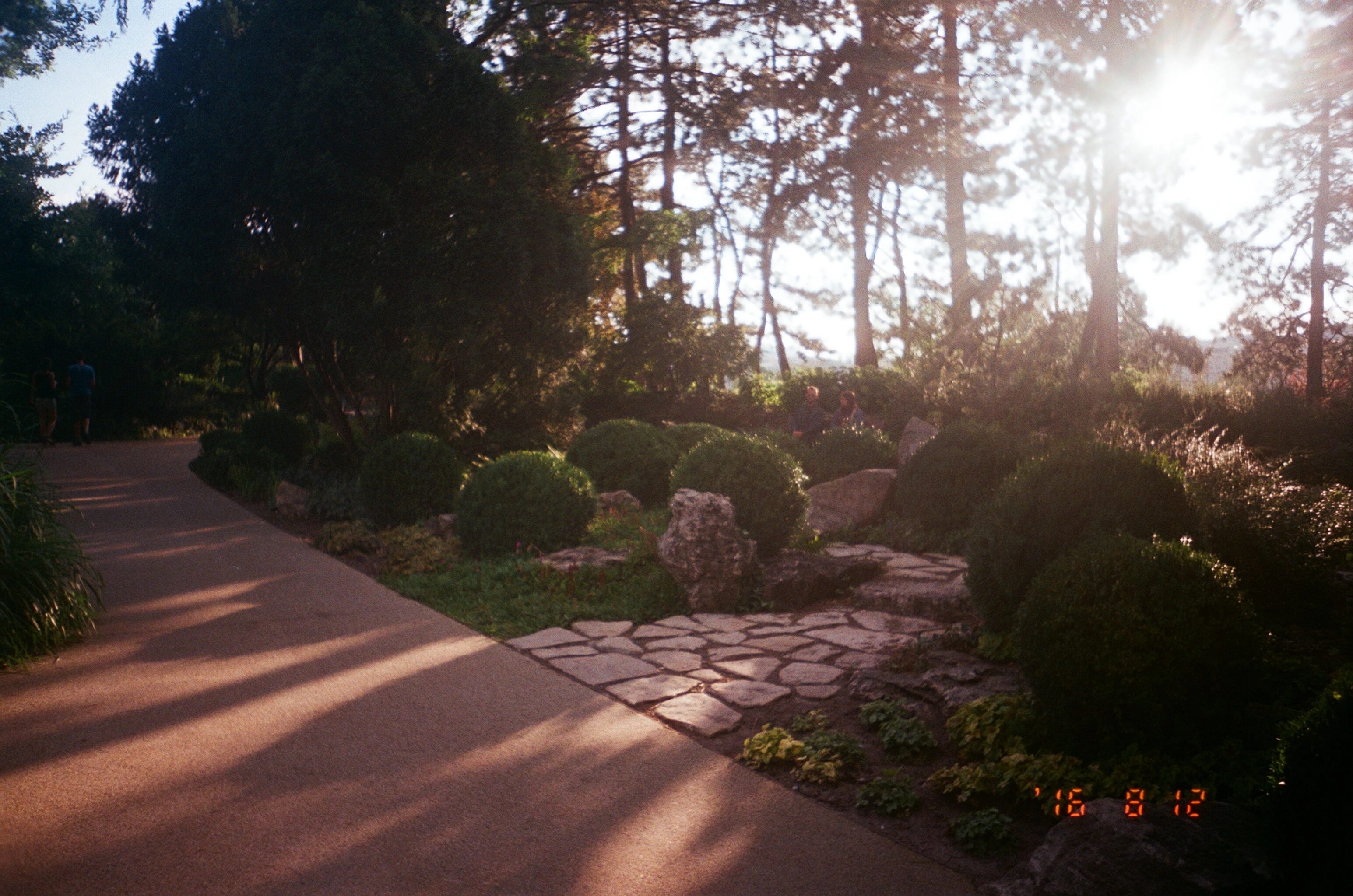 A photo of the sun shining into a garden/park