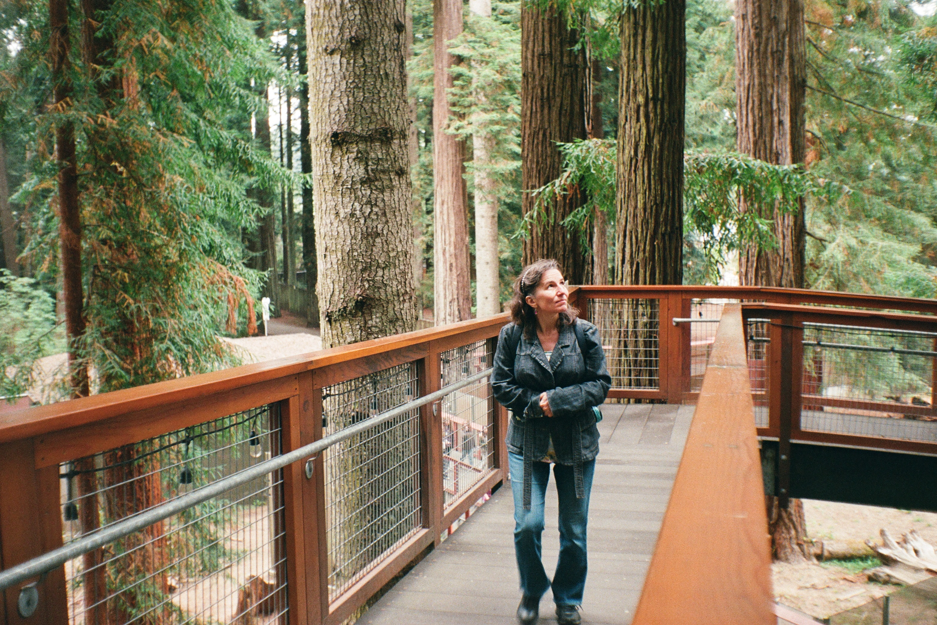 A photo of a woman on a catwalk in the redwoods
