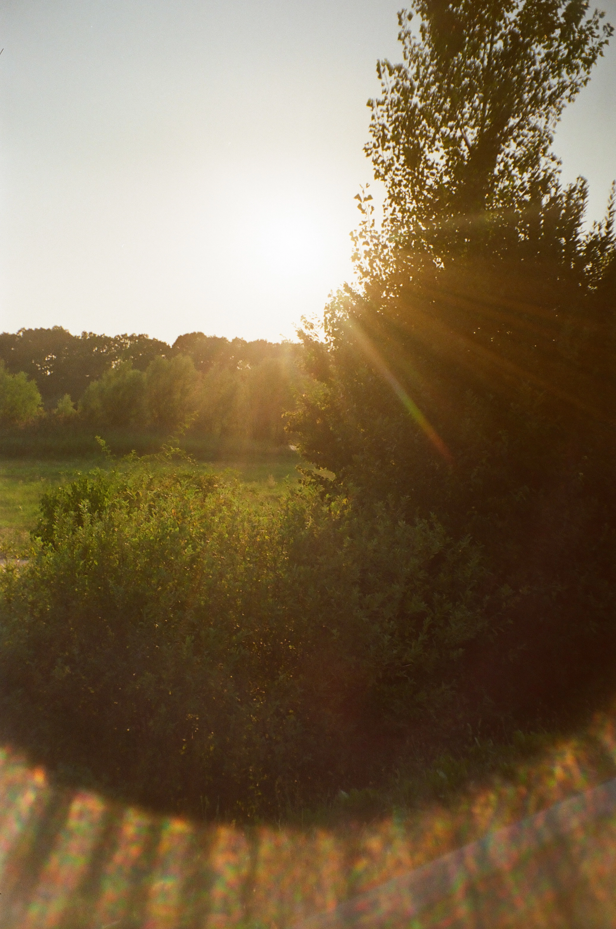 A photo of the sun and some greenery