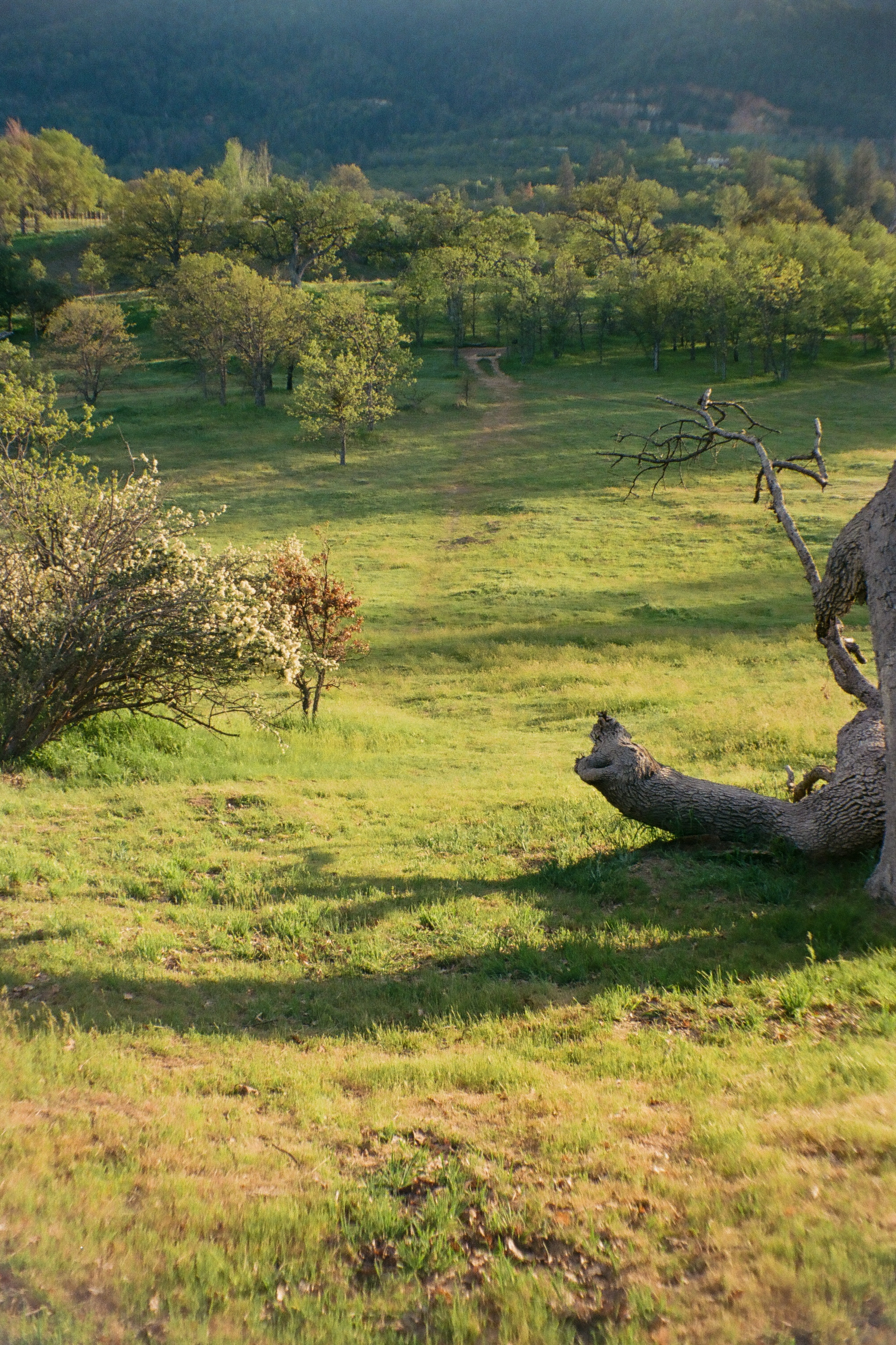 A photo of a path leading down into a field and trees