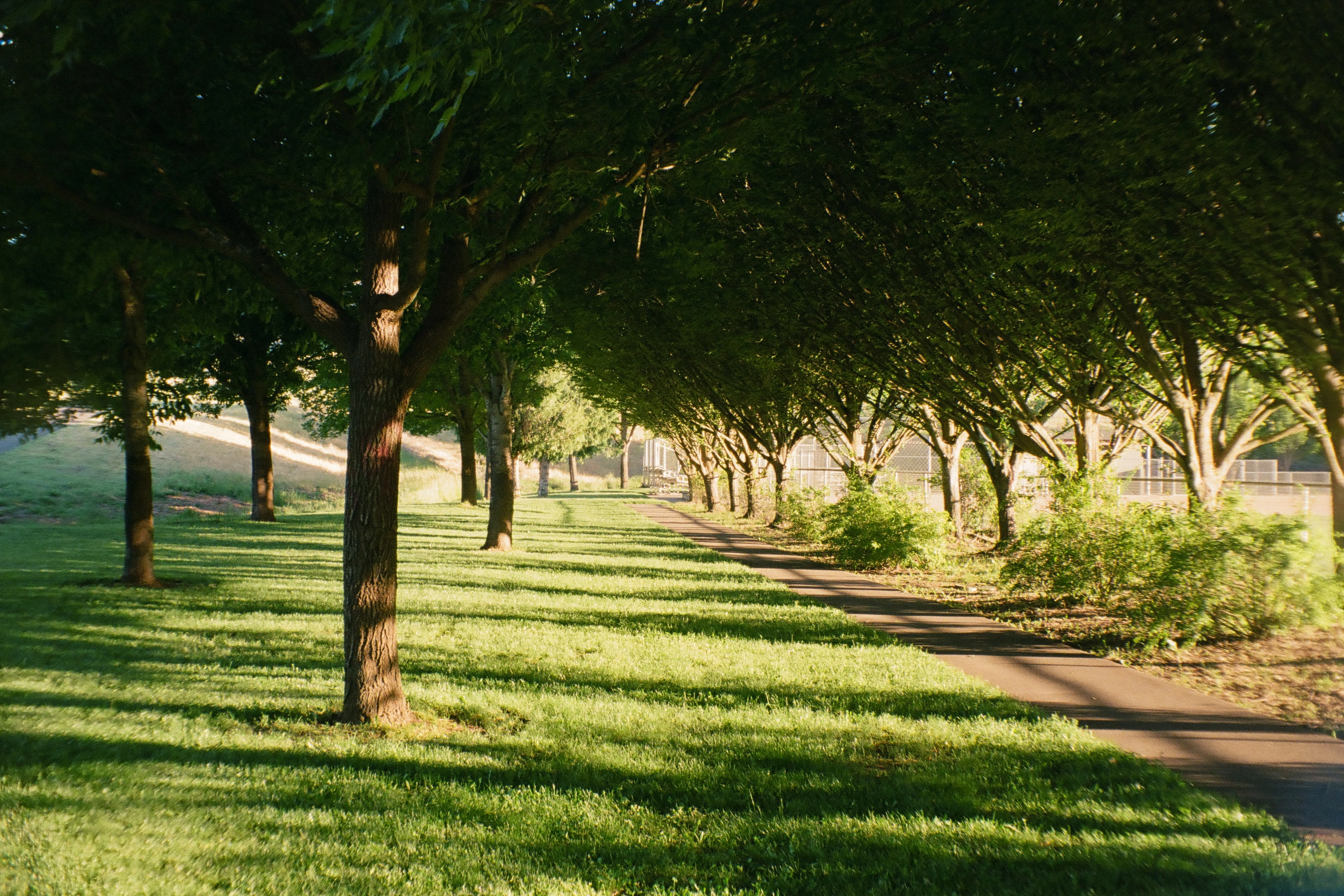A photo of the sun shining through a row of trees
