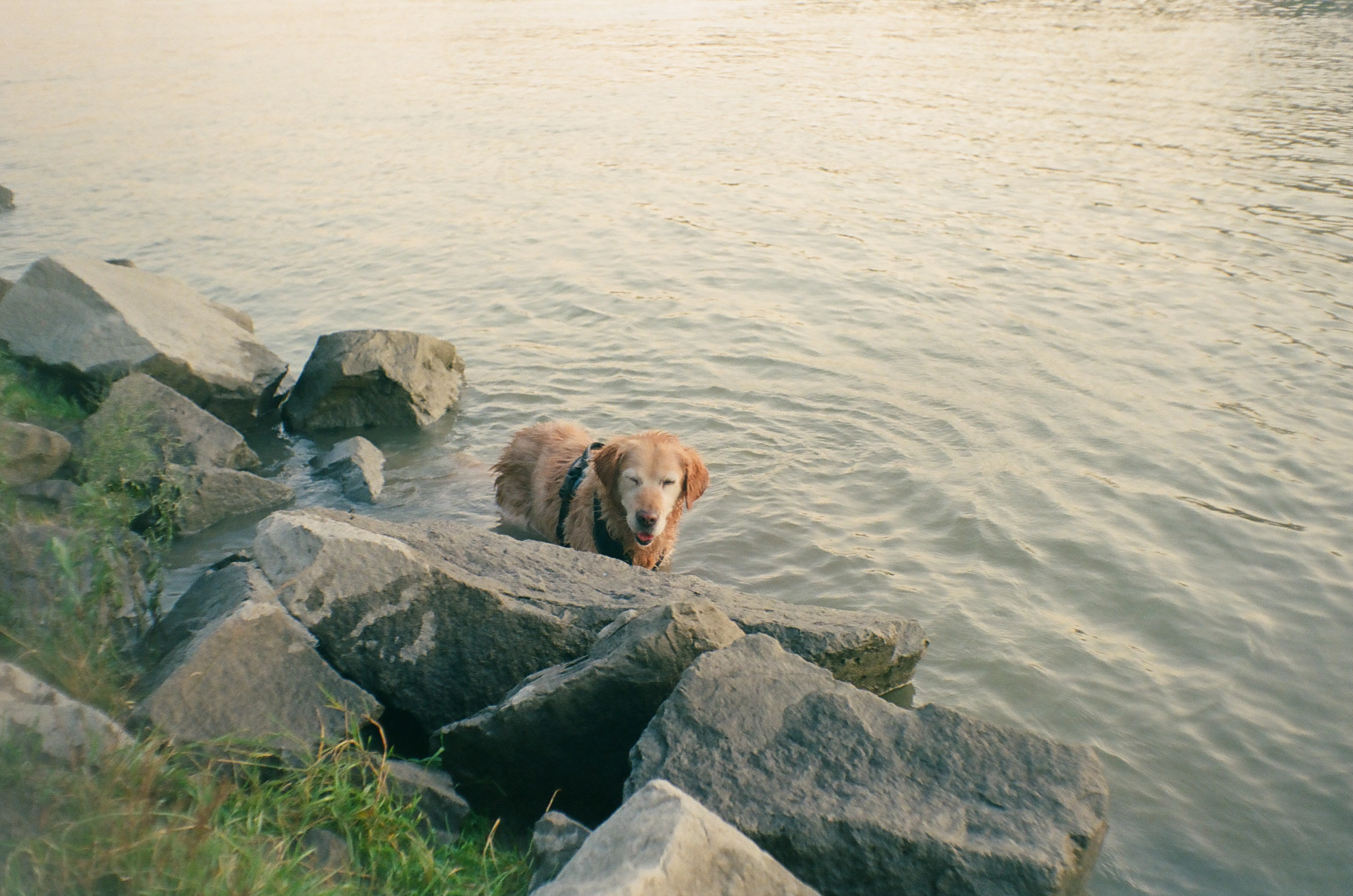 A photo of a dog in a river