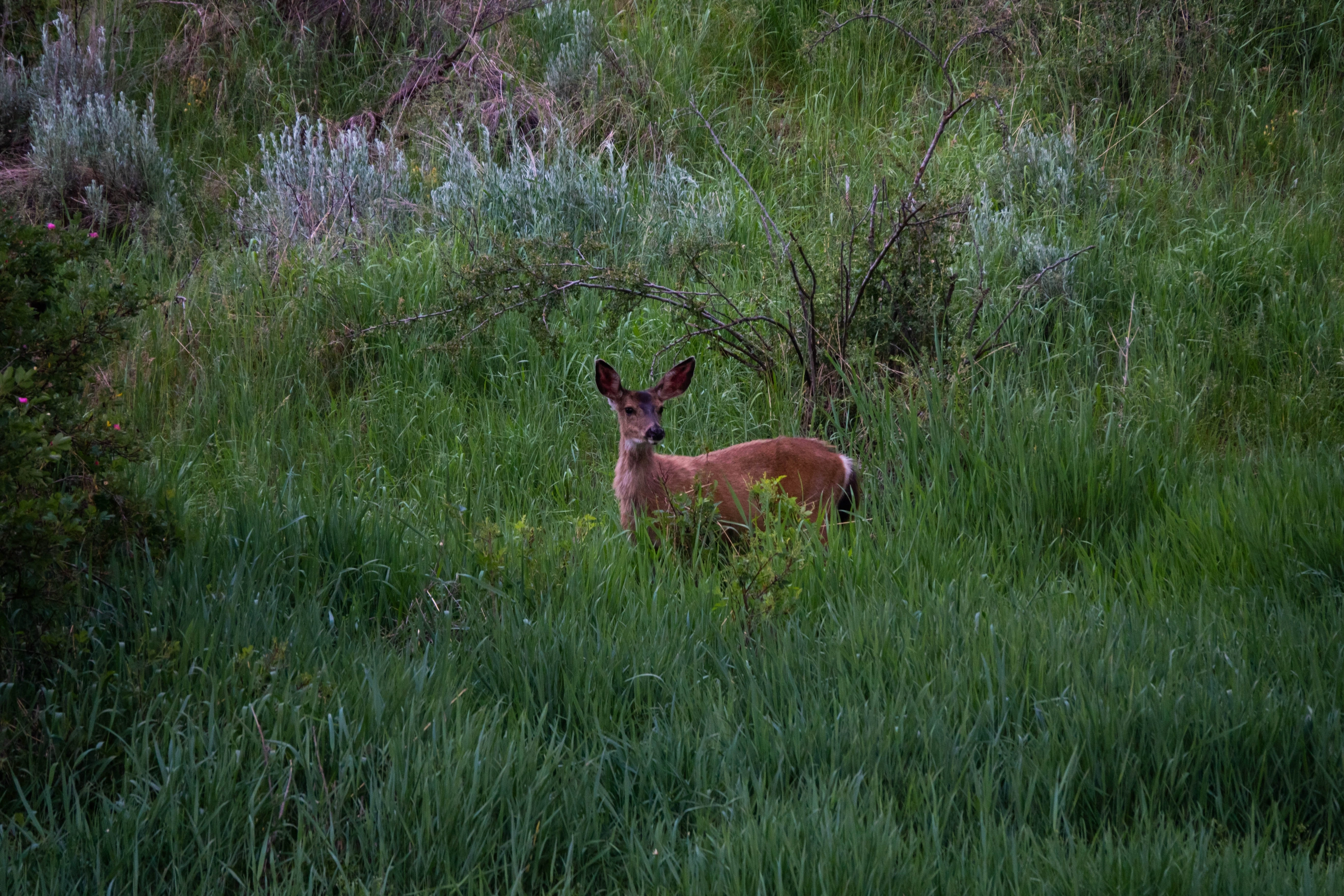 A photo of a deer