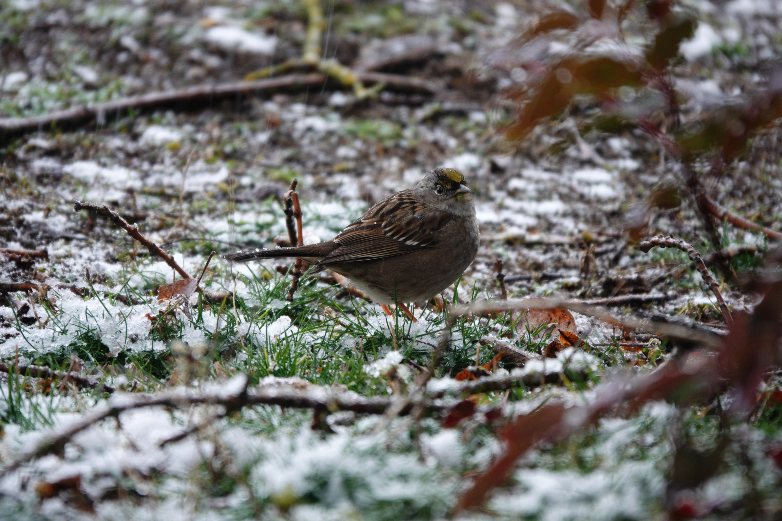 A photo of a bird during snowfall
