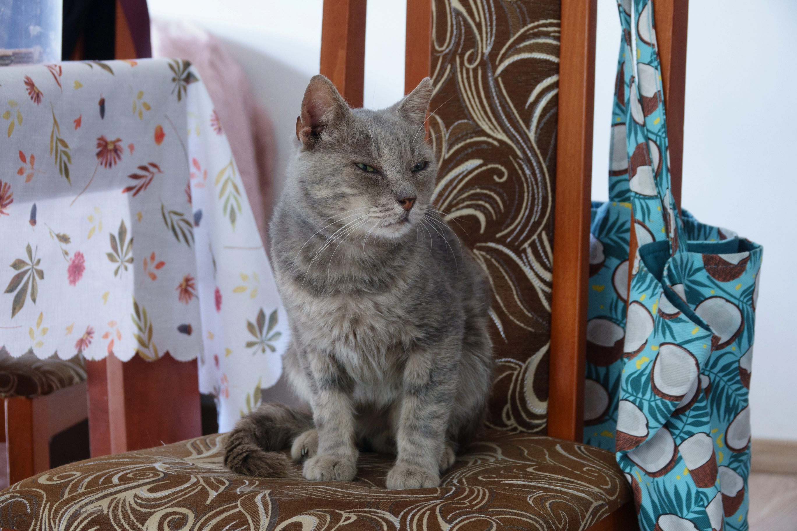 A photo of a grey cat