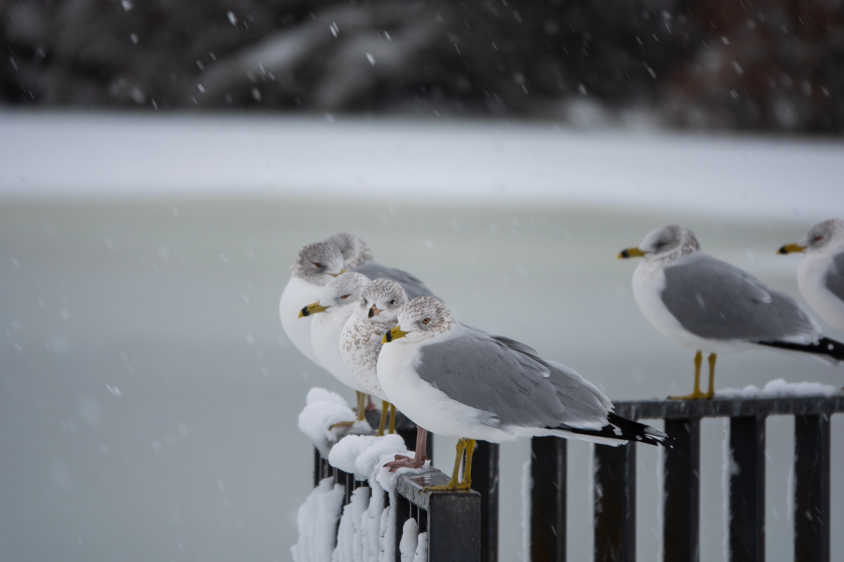 A photo of seagulls during heavy snowfall
