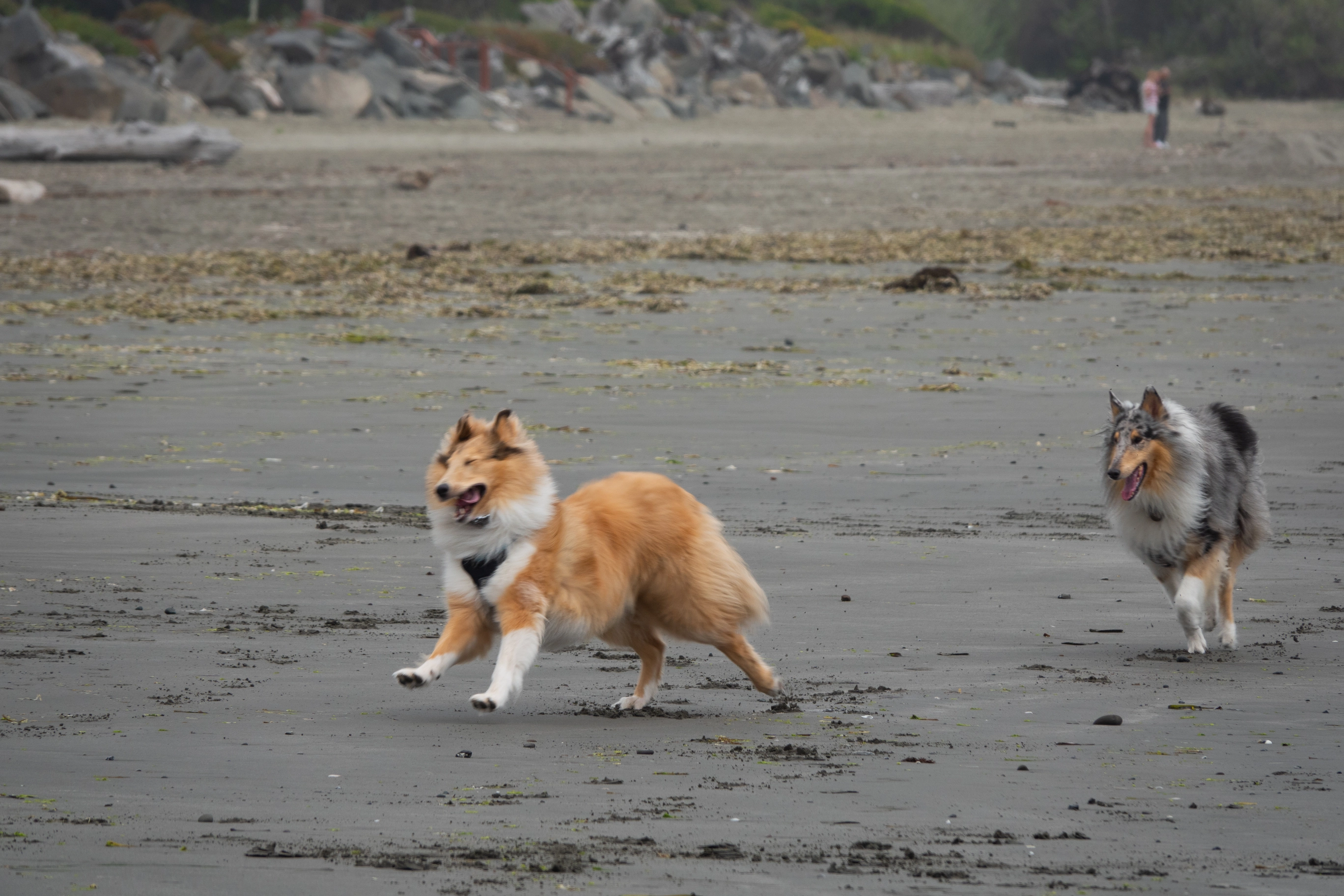 A photo of two dogs running on the beach, captured at the perfect moment