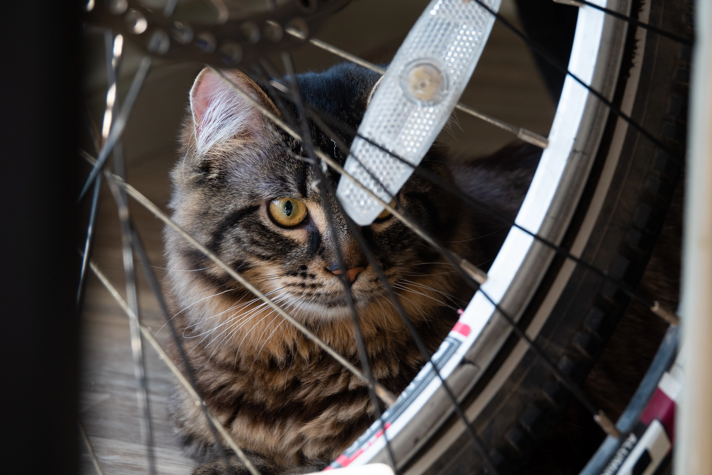 A photo of a cat behind a bicycle wheel