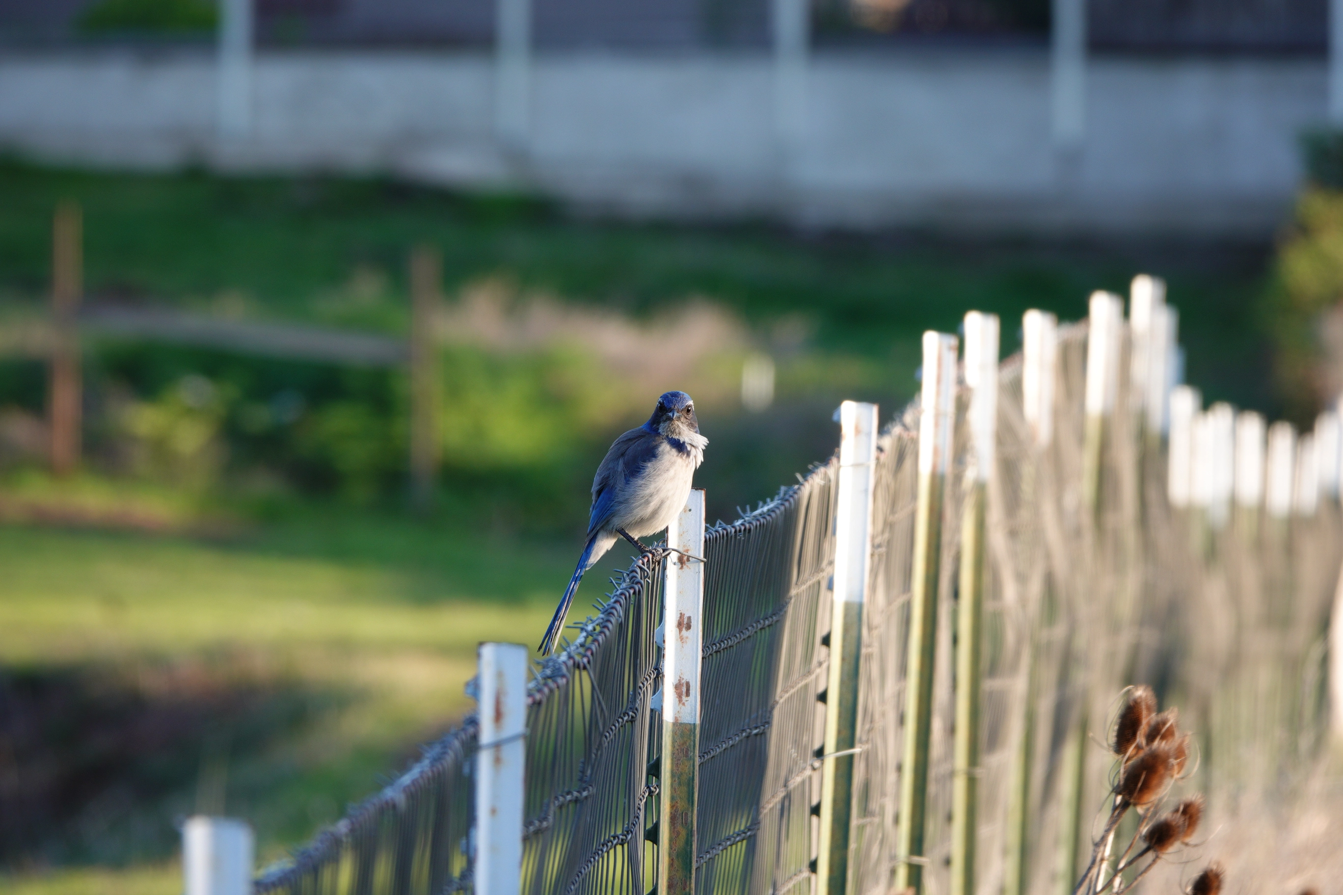 A photo of a blue jay on a fench