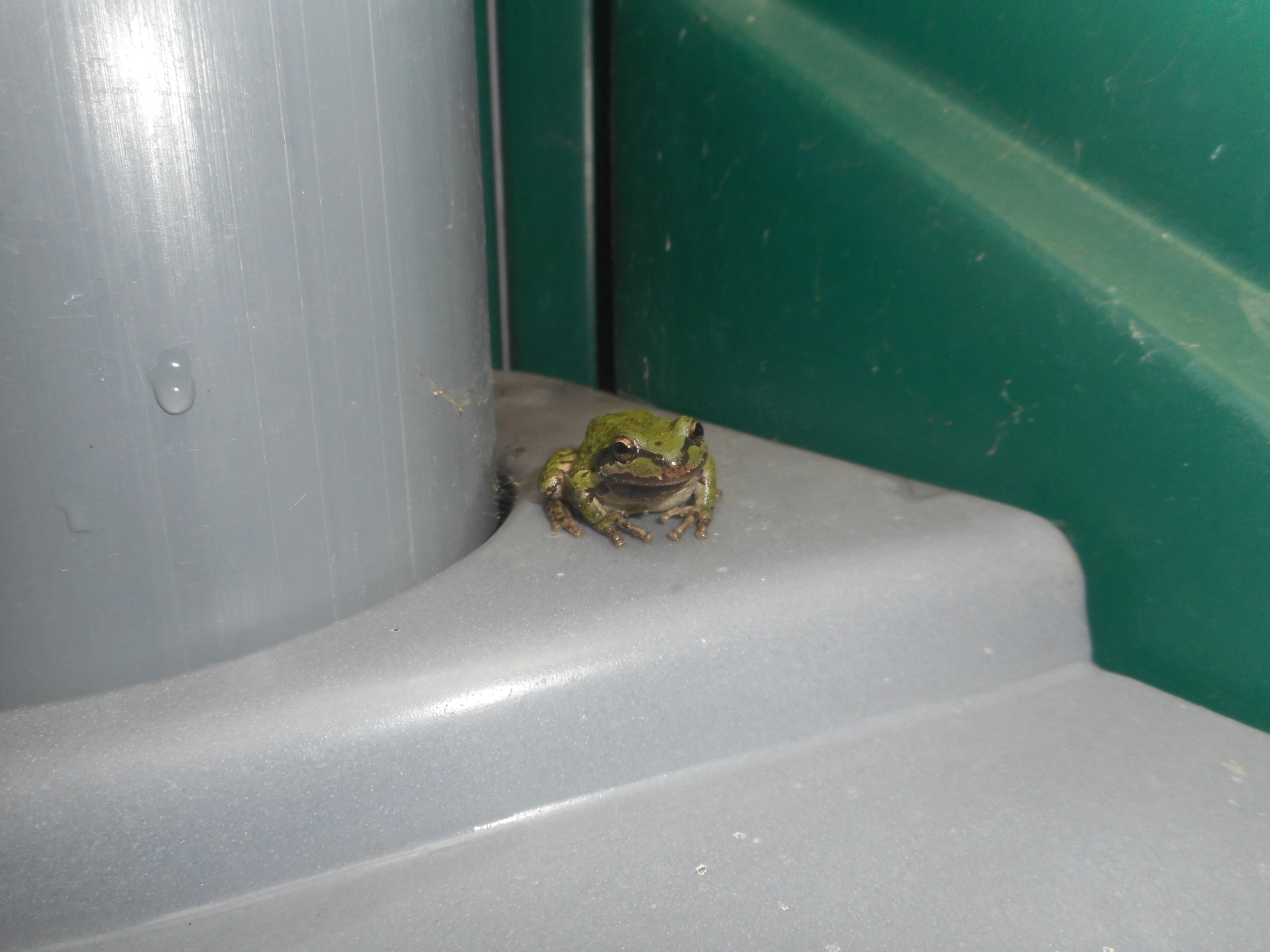 A photo of a frog in a porta-potty